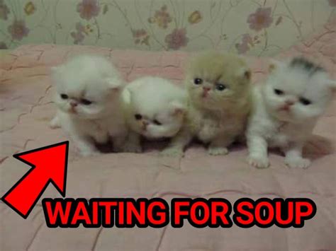 Waiting for Soup | Full of Soup Cat | Know Your Meme