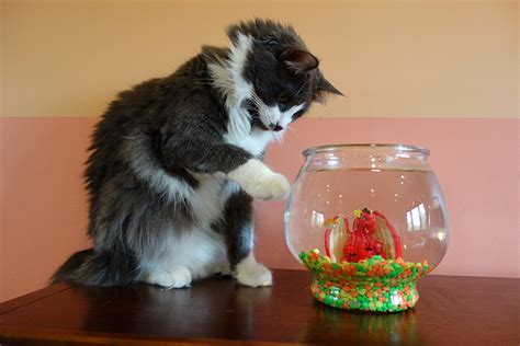 Do Cats Really Eat Goldfish? - Petset.com