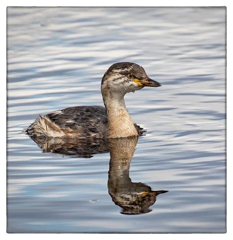 The 86 best Australian Water Birds images on Pinterest | Aqua ...