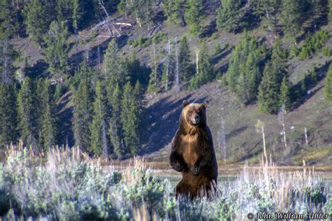 Yellowstone National Park Bear Photos ~ Yellowstone Up Close and Personal