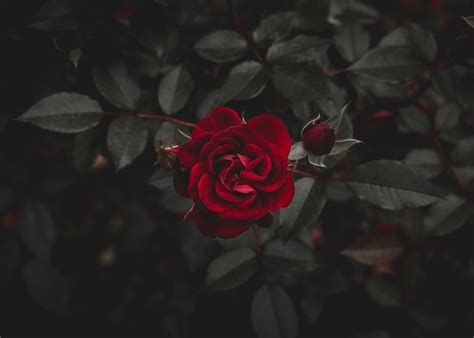 Red rose, Rose, Red, Flower HD wallpaper | Wallpaper Flare