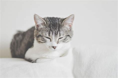 Free Stock Photo of Grey and white cat | Download Free Images and Free ...