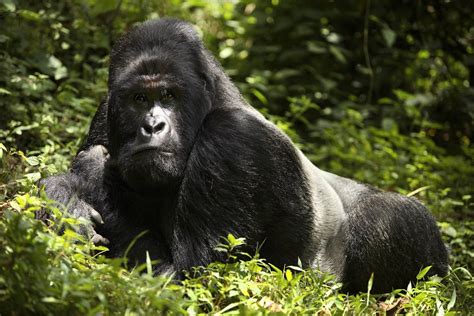 Mountain Gorillas at Home - The Atlantic