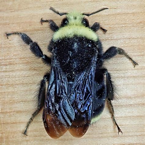 Bombus vosnesenskii (Yellow-faced Bumble Bee) – 10,000 Things of the ...