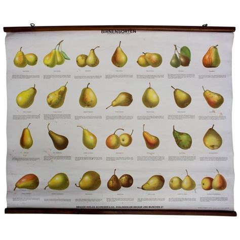 School Wall Chart Pear Varieties, Published by Schreiber and Co, 1952 ...