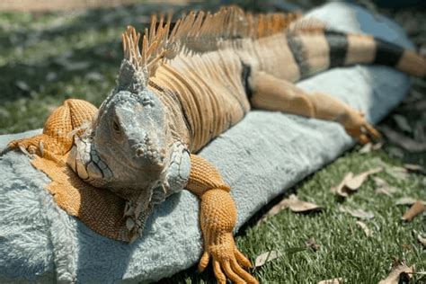 How Do Lizards Reproduce?