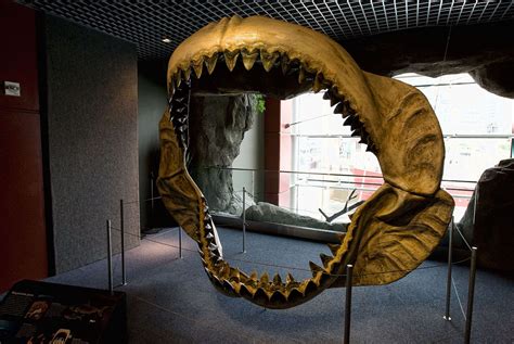 Worlds Largest Shark Megalodon