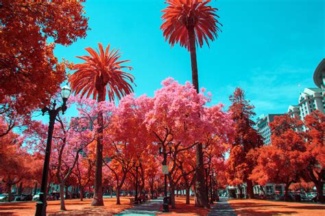 Hireacamera - Sunday Read: Infrared Photography