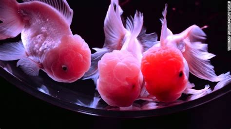 Gallery: Fantastical fishy installations at Japanese Art Aquarium | CNN ...