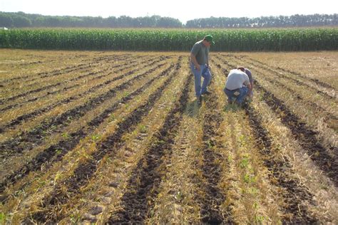 News: Strip-Tilling Corn Creates Warmer, Drier, Looser Soil Than No-Till