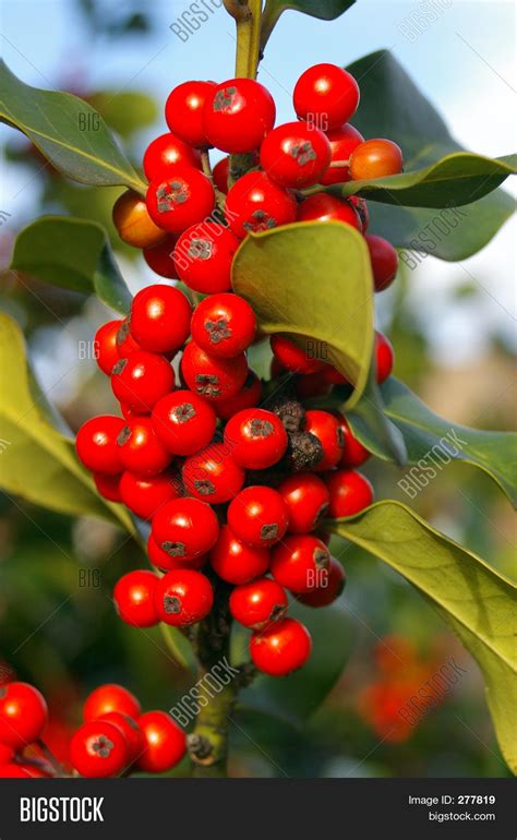 Holly Berries 01 Image & Photo (Free Trial) | Bigstock