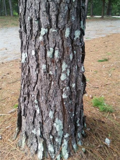 Fungus on pine trees? – Walter Reeves: The Georgia Gardener