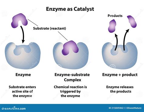 Enzyme As Catalyst In Chemical Reactions Vector Illustration ...