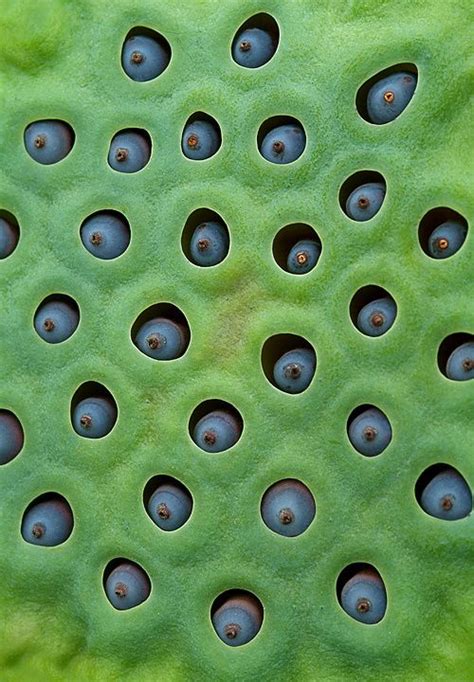 Trypophobia Skin Disease Images