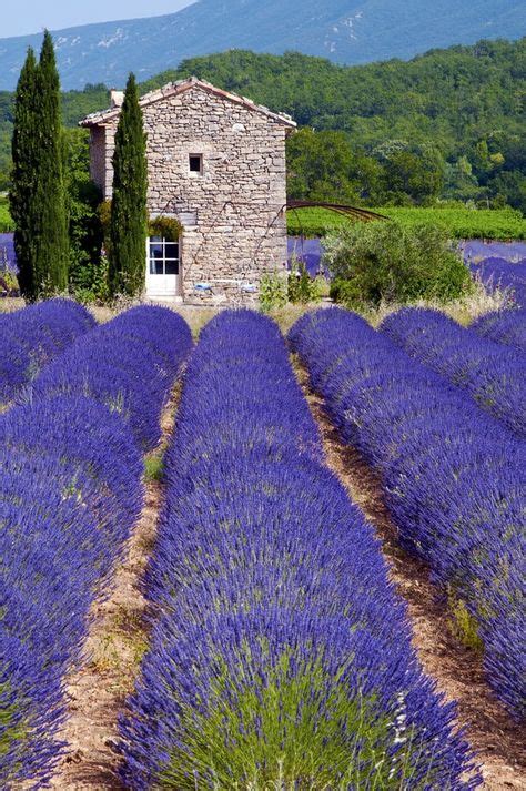 7 Lavender fields - Provence, France ideas | lavender fields, lavender ...