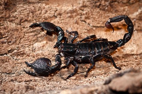 Emperor Scorpion | Scorpion, Animals, Zoology