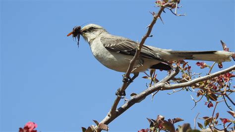 How to Attract Insect Eating Birds: The Complete Guide