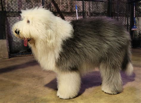 Old English Sheepdog - Temperament, Lifespan, Shedding, Puppy