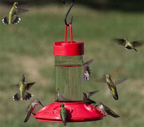 Dr JBs Clean Hummingbird Feeder Red 16 oz | Bird feeders, Humming bird ...