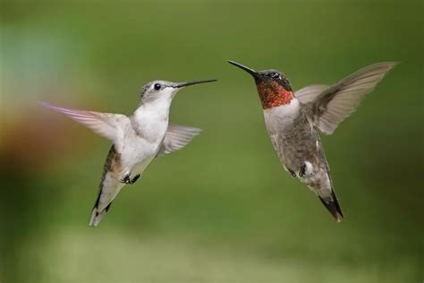 Hummingbird Mating - Things You Probably Didn't Know