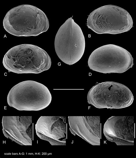 Seven new ostracod species discovered - Bennelongia Bennelongia