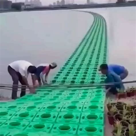 An innovative way of growing rice over water rather than land ...