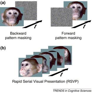 Visual masking and RSVP reveal neural competition: Trends in Cognitive ...