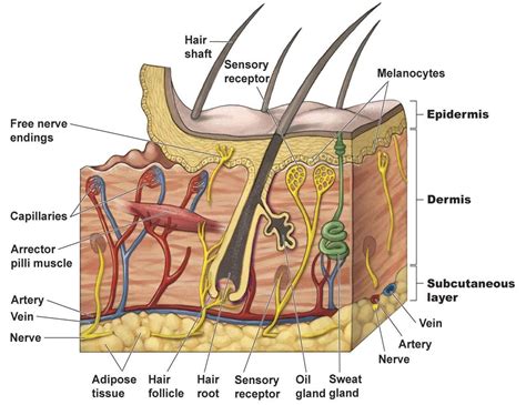 epidermis structure systems : Biological Science Picture Directory ...