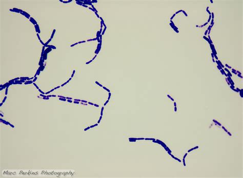 Bacillus megaterium 1,000x 2 | Marc Perkins Photography