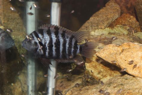 Breeding Convict Cichlid, Male | Cichlids, Aquarium fish, Fish pet