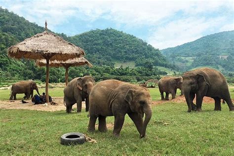 Full Day Elephant Nature Park Tour from Chiang Mai 2024