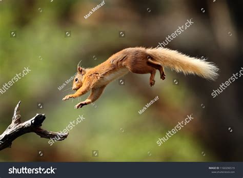 6,335 Squirrel jumping Images, Stock Photos & Vectors | Shutterstock