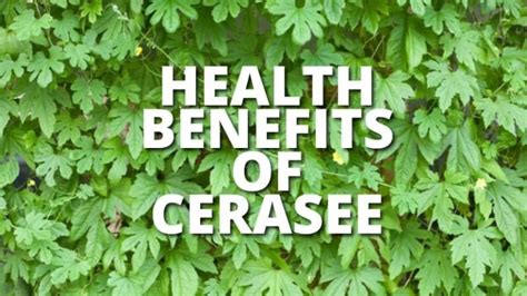 18 Amazing Health Benefits Of Cerasee (Cerasee Tea)