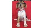 Beaglier Puppies for Sale from Reputable Dog Breeders