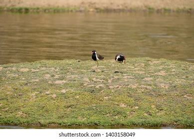 2 Pair Red Wattled Lapwing Birds Sariska National Park Images, Stock ...