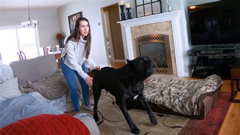 Watch as this Cane Corso defends against home invasion | PetsRadar