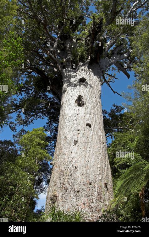 Tane Mahuta Kauri tree in Waipoua Kauri Forest, New Zealand Stock Photo ...