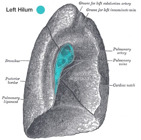 Download free hilum of lung - jasastro