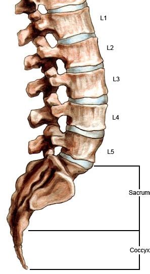 lumbar.jpg (297×543) | Lumbar, Medical, Gladiator sandals