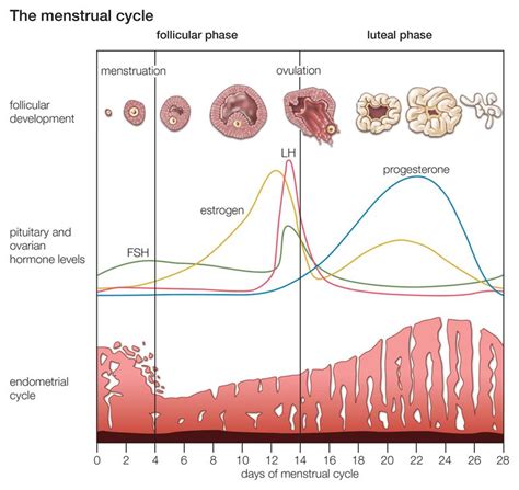 What Happens During Your Menstrual Cycle