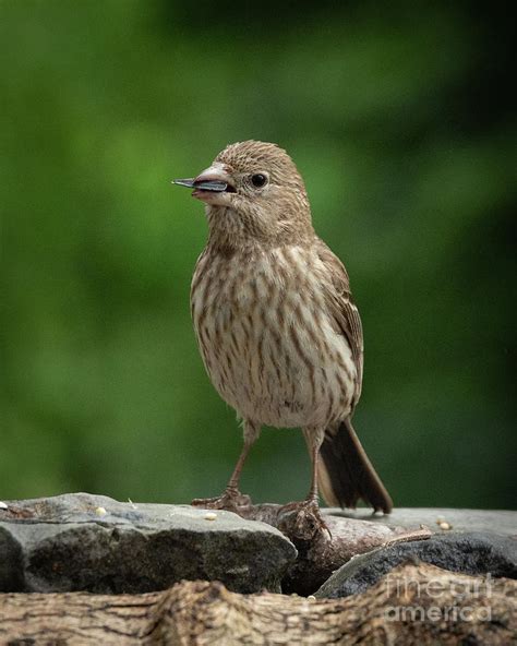 Female Rosefinch Photograph by Dennis Rebadavia | Pixels