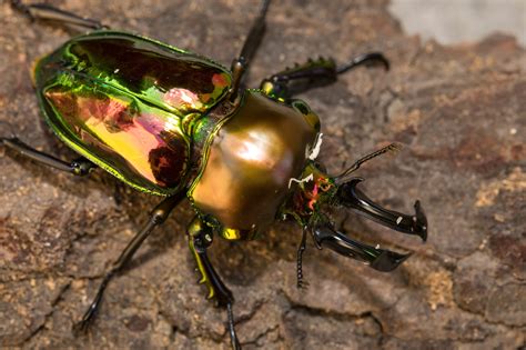 Rainbow Beetles | ubicaciondepersonas.cdmx.gob.mx