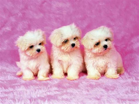 Puppy Backgrounds For Computer - Wallpaper Cave