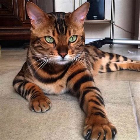 24 Hybrid Cat Breeds That You Would Find Exotic - The Goody Pet