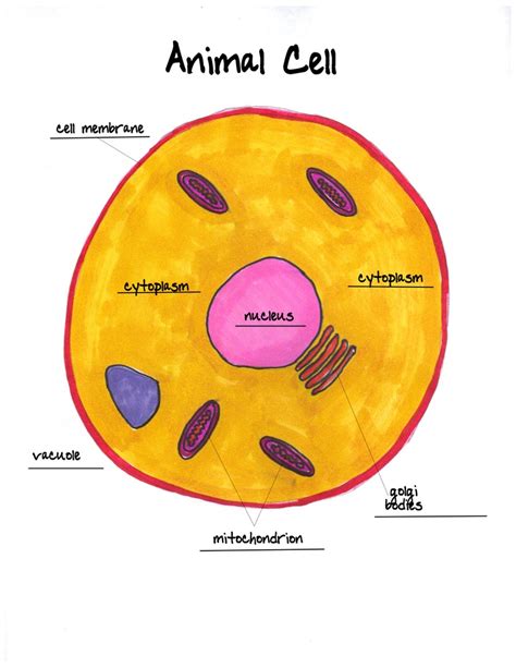 animal cell labeled worksheet : Biological Science Picture Directory ...