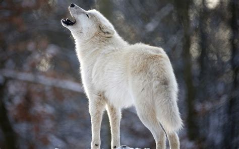 Howling Wolf Wallpaper (60+ images)