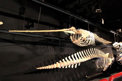 Narwhal Skeleton | Natural Science Museum, Brussels, Belgium ...