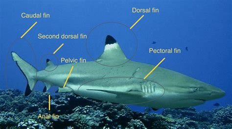 [DIAGRAM] Nurse Shark Diagrams - MYDIAGRAM.ONLINE