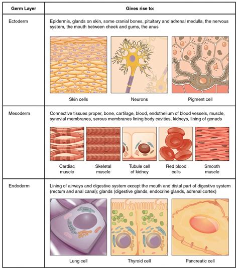 Types of Tissues | Anatomy and Physiology I