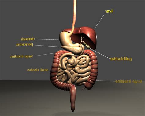 digestive system 3D Model